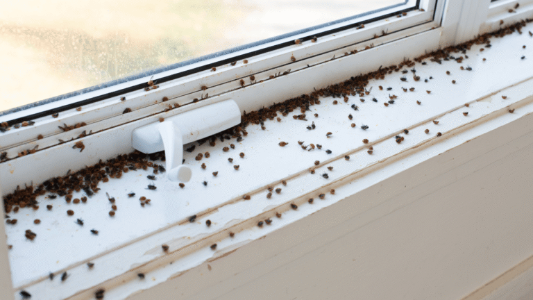 I Maid it - House Flies