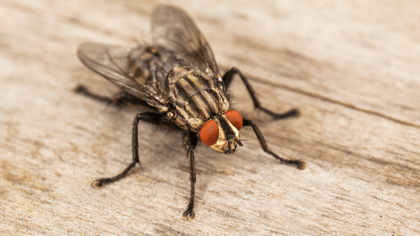 IMaidIt-House Fly