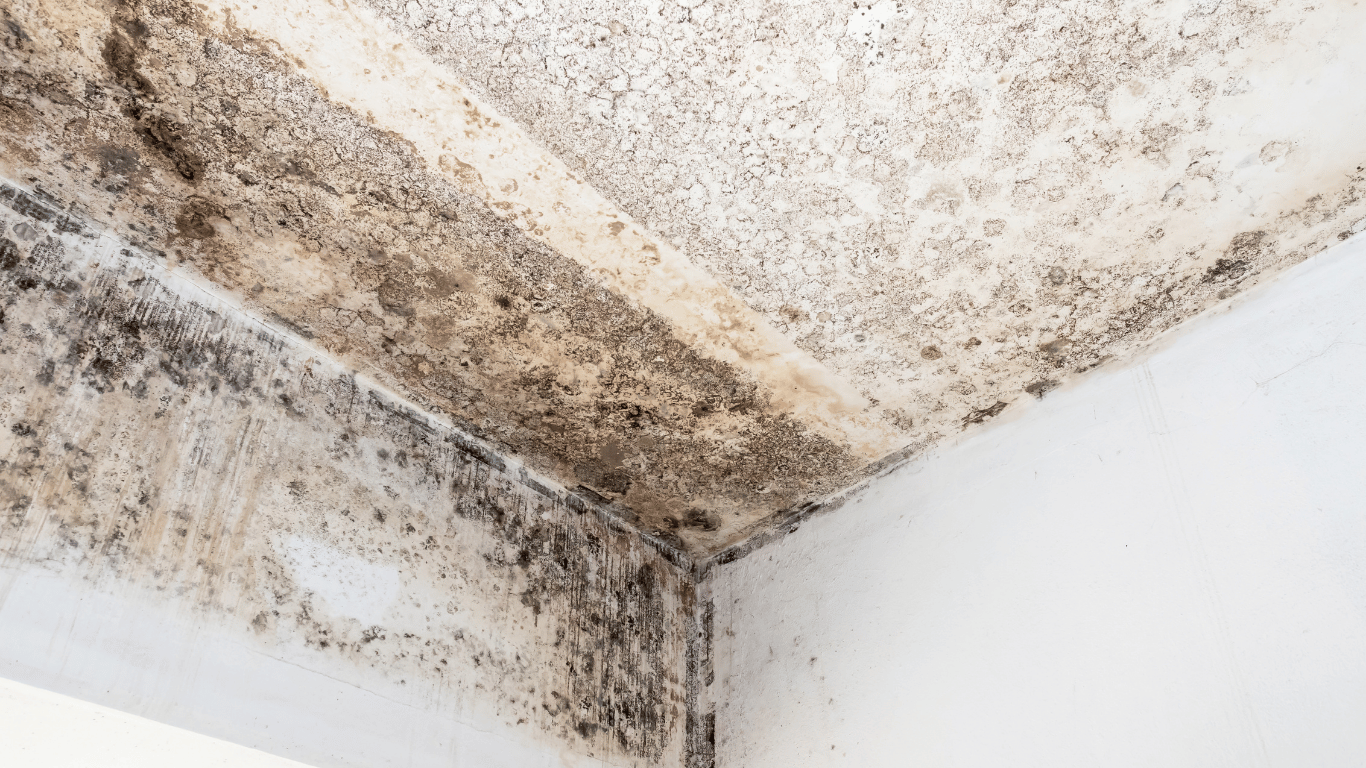 mold on bathroom ceiling