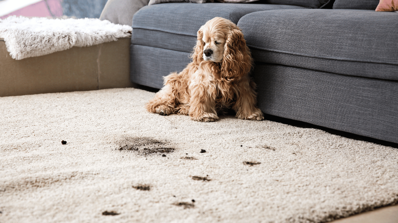 how to get rid of pet odor in house
